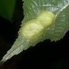 Phylloxera caryaescissa