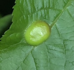 Phylloxera caryaescissa