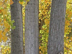 Populus fremontii fremontii