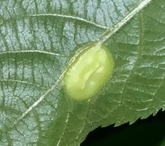 Phylloxera caryaescissa