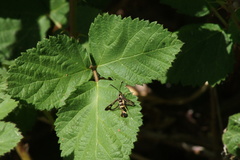 Synanthedon bibionipennis
