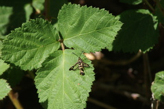 Synanthedon bibionipennis