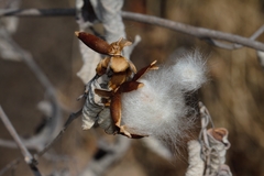 Ipomoea verbascoidea