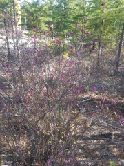 Rhododendron dauricum