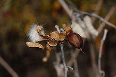 Ipomoea verbascoidea