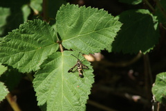 Synanthedon bibionipennis