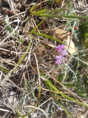 Gueldenstaedtia verna