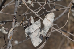 Ipomoea verbascoidea