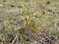 Carex duriuscula