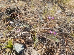 Gueldenstaedtia verna