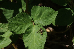Synanthedon bibionipennis