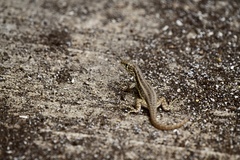 Leiocephalus raviceps