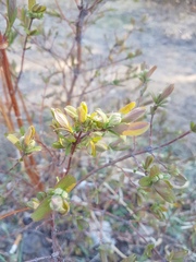Lonicera caerulea