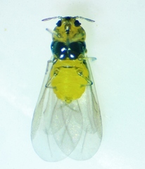 Phylloxera caryaescissa