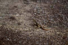 Leiocephalus raviceps