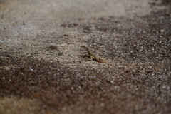 Leiocephalus raviceps