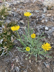 Erigeron linearis