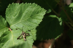 Synanthedon bibionipennis
