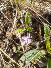 Viola gmeliniana