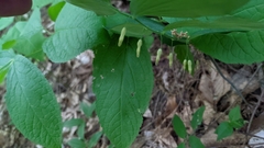 Polygonatum biflorum