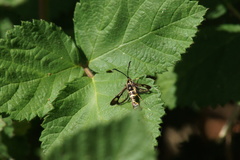 Synanthedon bibionipennis