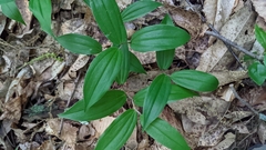 Polygonatum biflorum