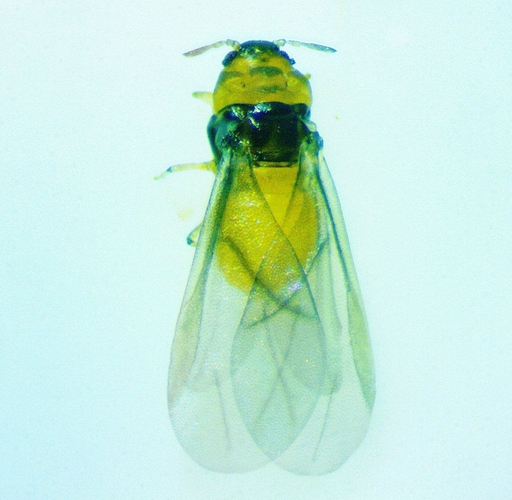 Phylloxera caryaescissa