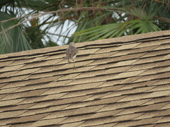 Mimus polyglottos image