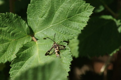 Synanthedon bibionipennis