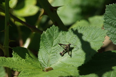 Synanthedon bibionipennis