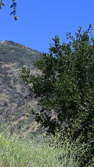 Quercus agrifolia agrifolia