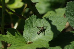 Synanthedon bibionipennis