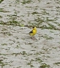 Spinus tristis