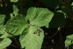 Synanthedon bibionipennis