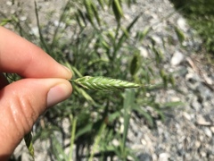 Bromus squarrosus