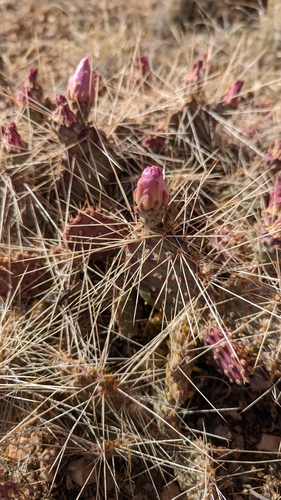 Image of Opuntia pinkavae by (c) Andrew Dudley, some rights reserved (CC BY)