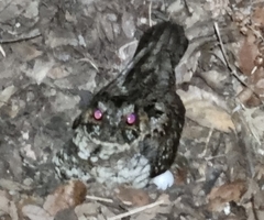 Antrostomus arizonae