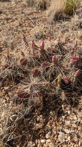 Image of Opuntia pinkavae by (c) Andrew Dudley, some rights reserved (CC BY)