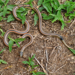 Phalotris lemniscatus