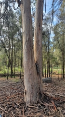 Eucalyptus punctata