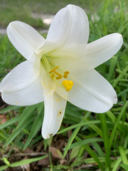 Lilium longiflorum