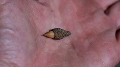 Quercus agrifolia agrifolia
