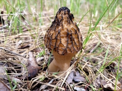Morchella angusticeps