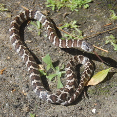 Dipsas ventrimaculata