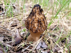 Morchella angusticeps