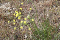 Lomatium bicolor