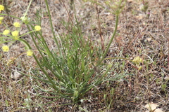 Lomatium bicolor