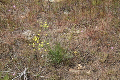 Lomatium bicolor