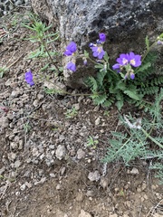 Polemonium pulcherrimum