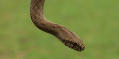 Mesotes strigatus
